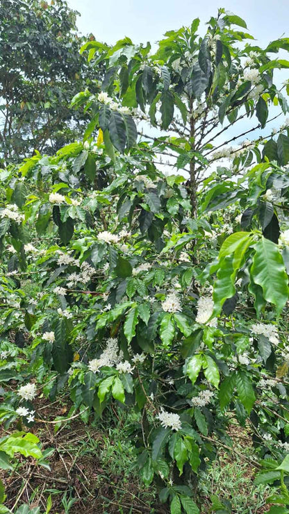 LAST FEW BAGS LEFT! Cup of Excellence Honduras Geisha (#10 Best)