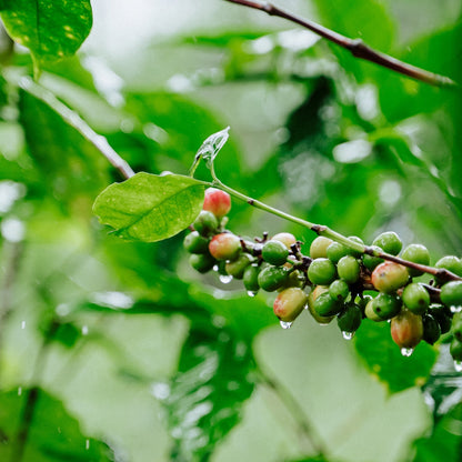 Honduran Espresso Blend – Medium-Dark Roast Specialty Coffee, 50g Sample