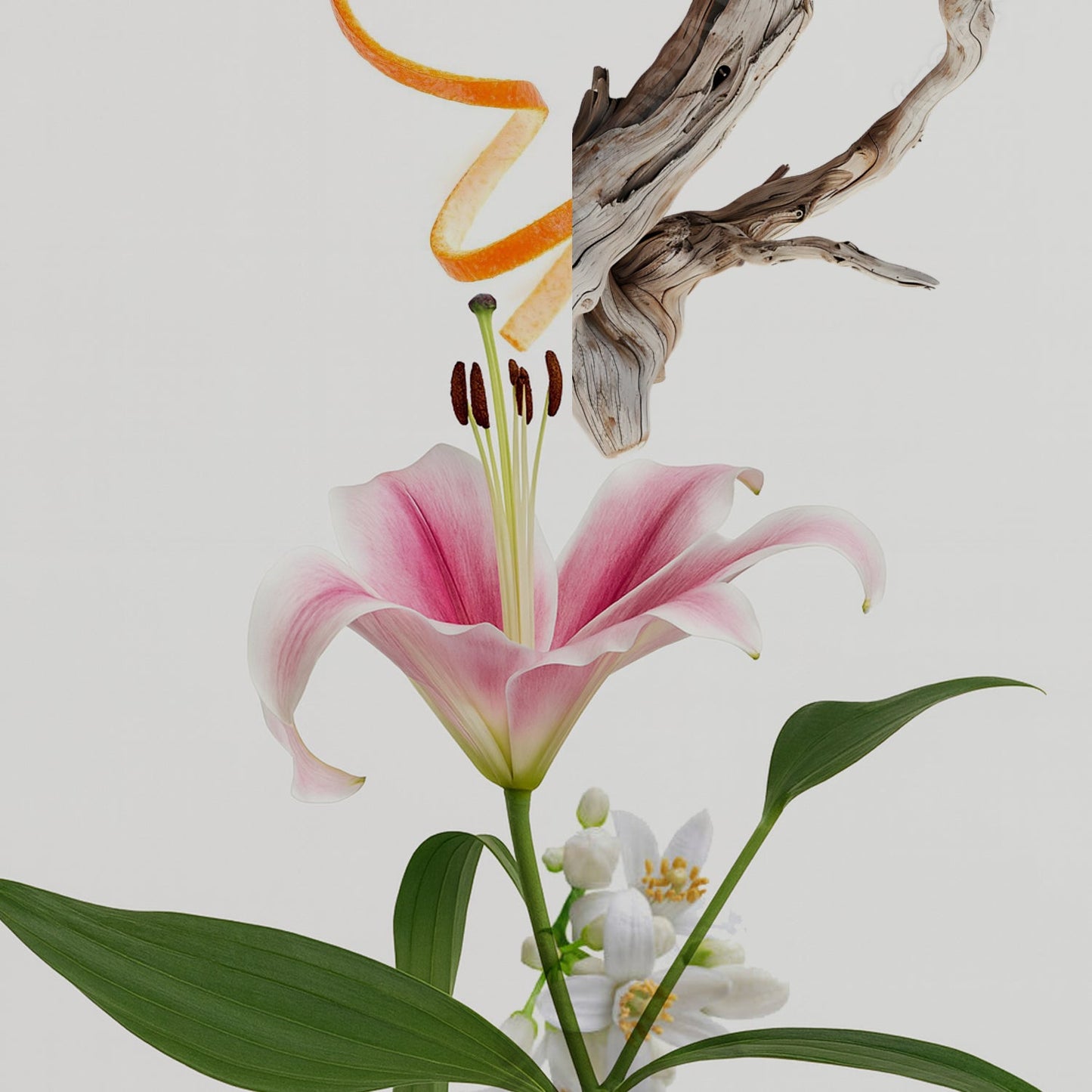 Citrus Lily 30ml
