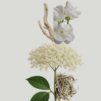Elderflower