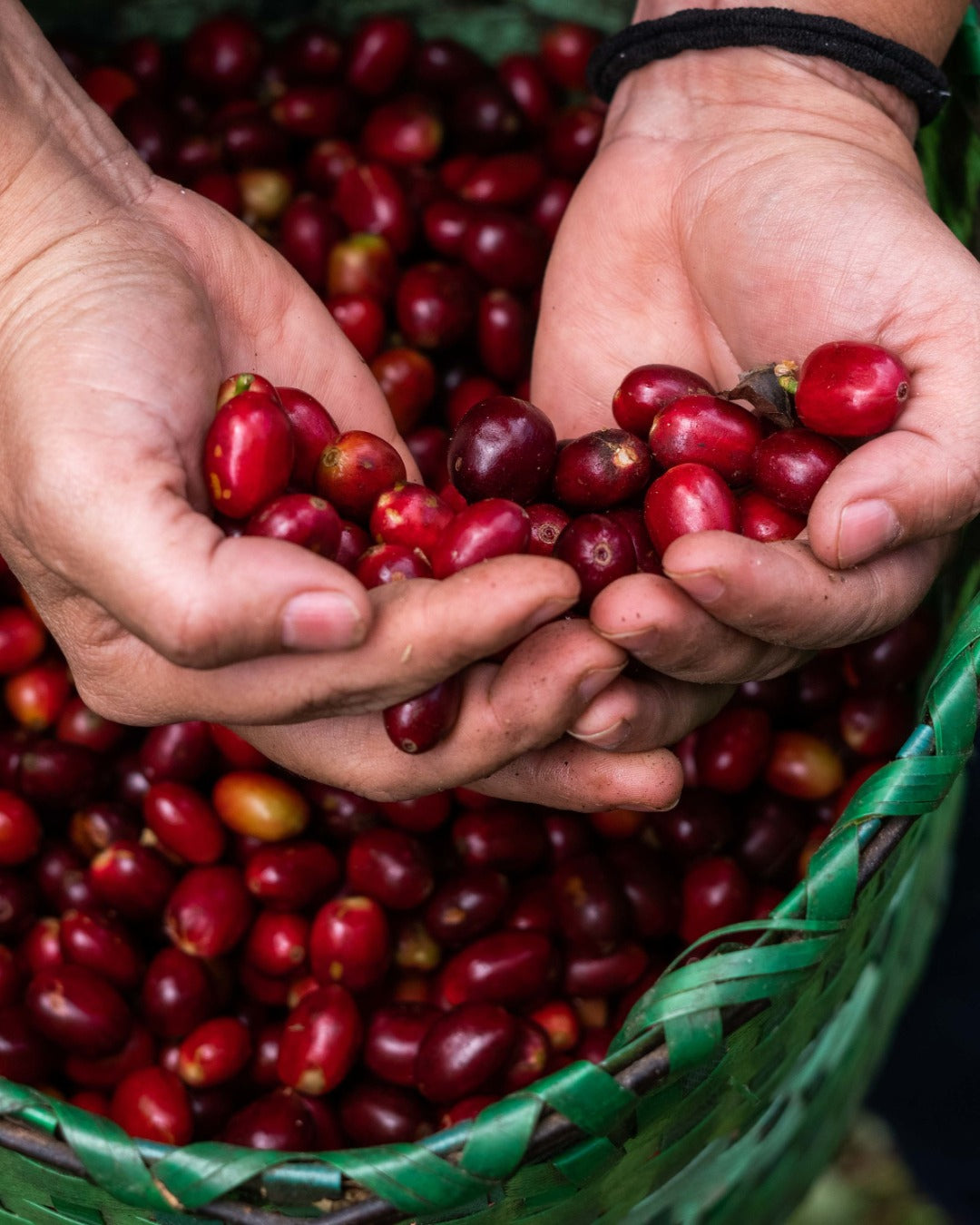 Honduras Monte Fresco Parainema Washed – Medium Roast Specialty Coffee, 3-Pack 2lb