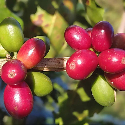 Honduran Espresso Blend – Medium-Dark Roast Specialty Coffee, 50g Sample